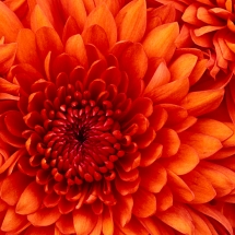 Chrysanthemum - alt