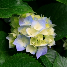 Hydrangeas - alt