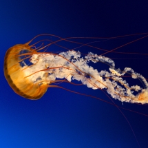 Jellyfish - alt