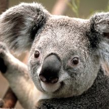 Koala - alt