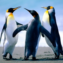 Penguins - Alt